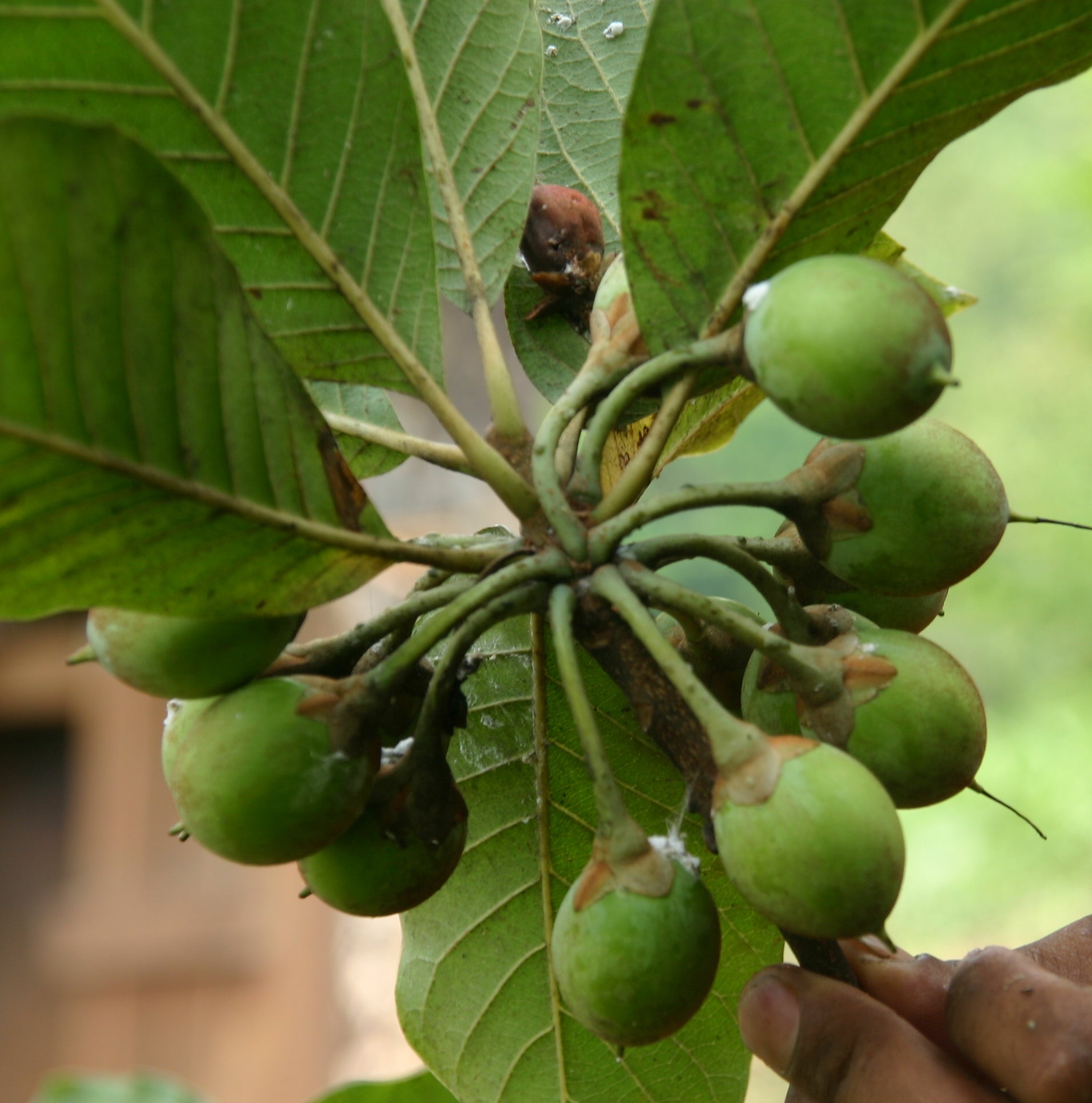 Why Organic Skin Care Products Matter — And What “Wild” Really Means