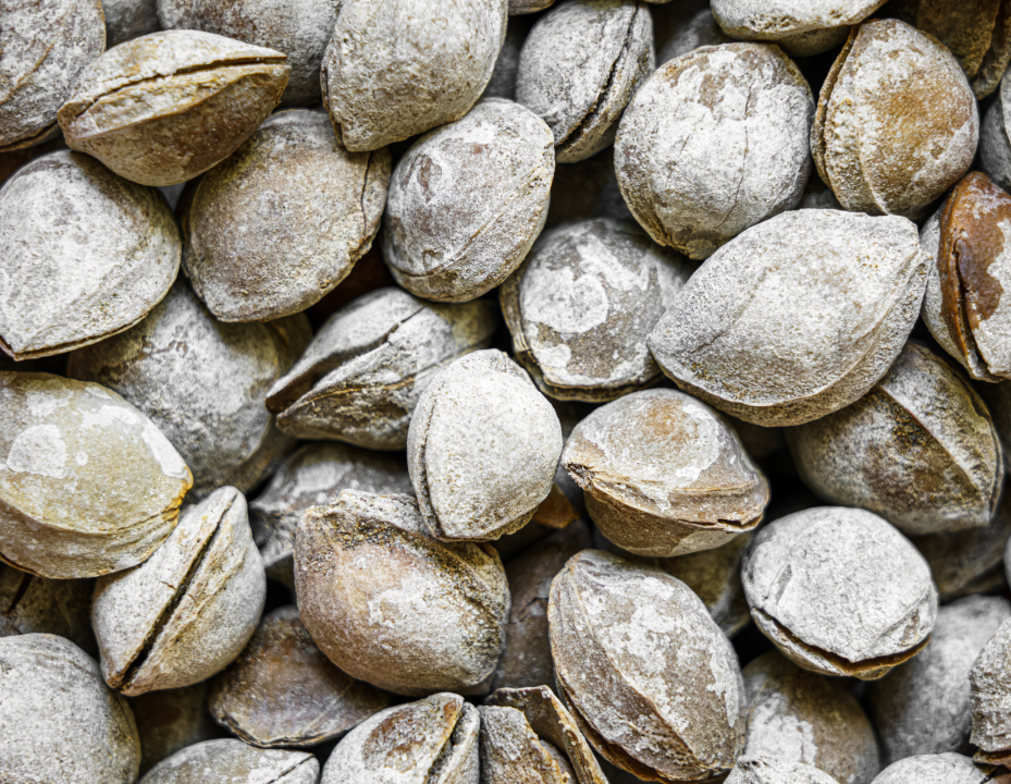 Apricot Kernel Oil: A Natural Key Ingredient for Healthy Skincare