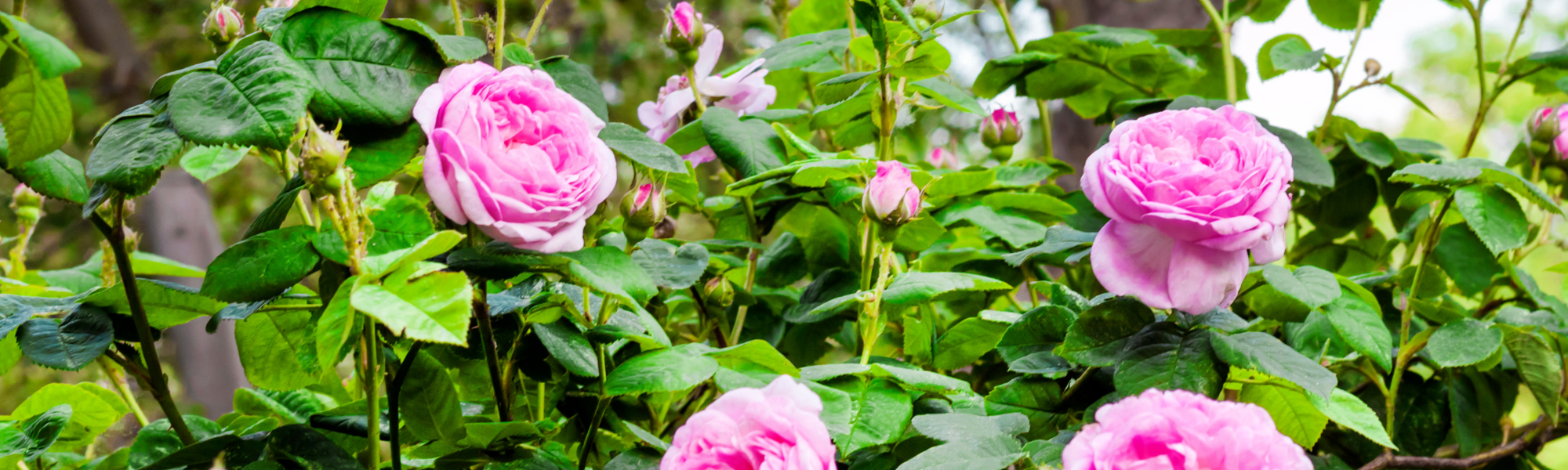 Rosaliss Triple Solution Skincare